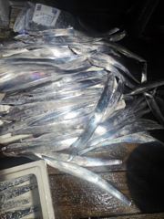 격포 변산레저 [카이저호] 9월25일 갑오징어 조황입니다.