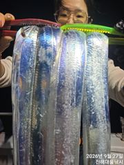 09.26 [경주] 감포앞바다에서 고시간 천지삐깔 이네요~야간 무늬도 잘물어줍니다