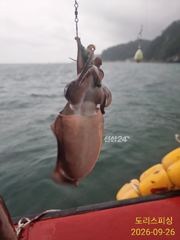 갑오징어 망태기채워갑니다 월요일부터