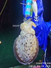 녹동돌문어 사리물때도 잘나옵니다 ~