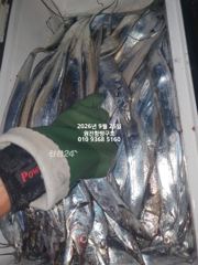 내만갈치)추석 연휴 대폭팔합니다~많이 잡았습니다 예약가능