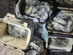 [거제] (무늬오징어)무시급 우수수~장원 20여수 가뿐~대동낚시(오늘 예…