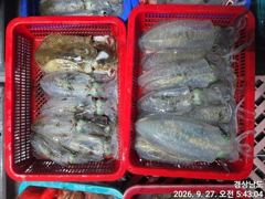[거제] (무늬오징어)전투~원도권 고구마 전후 퍽퍽~고잉메리호(오늘 예약…