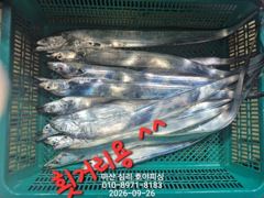 [마산] 내만갈치 2.5지부터~용가리까지 퍽퍽퍽~~
