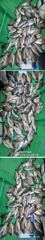 [바다마을호] 감성돔 마릿수 좋습니다. (9/26)