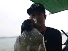 왕쭈꾸미 조황입니다