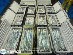 [부성피싱]왕칼치 통영홍도권 갈치입성 씨알 좋습니다 전원 쿨러가득~내일부터 출조 자리여유