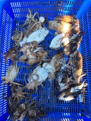 [전투피싱선단 오성호] 9월 27일 8물 갑쭈 오전·오후 조황