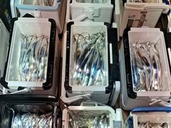 내만갈치,점점굵어진 씨알 손맛최고 오늘출항 월,화,수,목,금,토,일,쭉 예약가능/준내만갈치,오늘출항 월,화,수,목,금,토,일,쭉 예약가능