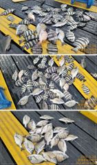 선외기 흘림에 감성돔,돌돔 마리수 퍽퍽!!