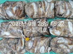 28일, 군산 갑오징어 본격시즌~오늘 나오고 있어요~9명~빵빵한 망탱이 대박조황~군산낚시프라자 나드리호