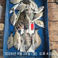 [진해] 도리호 돌문어 연일 킬로급들 마릿수조항 ~