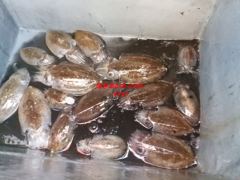 26년9월28일 조황