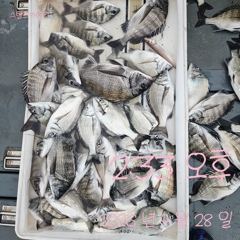 [고성] 감성돔 흘림 출조합니다.