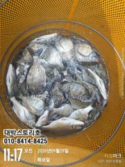 [통영] 감성돔~ 연일 떼고기 120수찍고 조기철수 ~