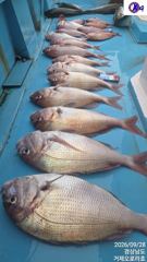 [거제] [참돔]7,6자빠가들외 5짜,5짜,5짜,5짜급 대물들 마리수 잔…