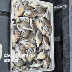 [마산] 돔앤돔호 월요일(28일) 조황입니다.40수