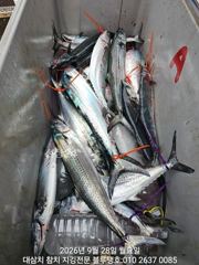 덩치급 대삼치들 따로, 고시삼치들 따로ㅡ28/월!