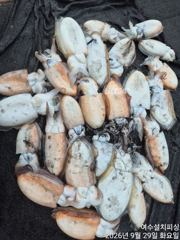 9월29일 여수갑오징어낚시 조황