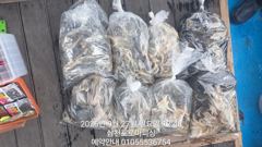 (삼천포)주꾸미 70수 초보 OK~갑이 문어 가능~로마피싱(1일예약)