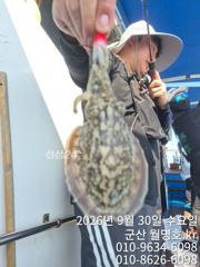 내만 갈치 씨알이가 미쳤어요 미쳤어~~(오늘 예약 가능)