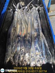 내만칼치ㅡ씨알 매우 좋습니다 손맛굿(오늘예약가능