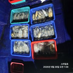 [거제] (무늬오징어)야간 팁런 마릿수 쭉쭉 뽑는 중~스마일호(오늘 예약…
