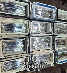 1일,내만갈치,호조황연속,엄청나게 나옵니다.오늘출항(목,금,월~예약가능)