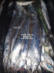 [마산] 내만갈치)굵직 굵직~쏟아집니다~오늘예약가능