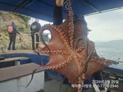 [진해] "갯바위"돌문어 1100g1000g외 개인12수12수11수10수…