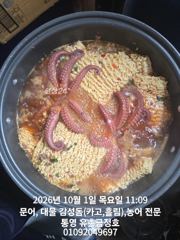 [통영] 통영 금정호 드디어 문어들이 터져나오기 시작합니다 내일과주말 오…