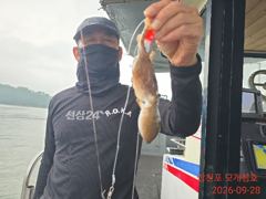 [사천] 대왕 쭈꾸미가 쫙쫙합니다!!데리러 가입시다!!