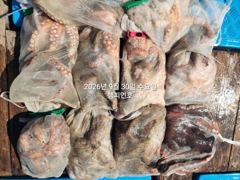 30일, 군산문어~ 2,1kg 끝내줍니다~싸이즈 좋은 덩치급 문어가 낚이네요~6분조황~군산낚시프라자 챔피언호