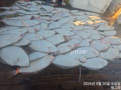 9월30일,"대광어"날마다 대박조황~~손맛 쥑이는 참돔,우럭등~실시간~ 군산낚시프라자 범고래호