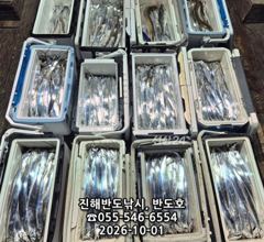 1일,내만갈치,호조황연속,엄청나게 나옵니다,내일출항(금,월~예약가능)