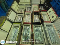 [부성피싱]먼바다 왕칼치 초저녁 폭풍입질 3지 나날이좋아지는 씨알 쿨러조황!! 낼1자리가능
