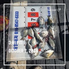 [통영] (10/02) 통영 선외기 흘림찌낚시 뻰찌 실시간