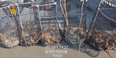 [통영] (문어)마릿수 폭팔 야간도 가능~중량급들 피딩 락피싱(3일 예약…
