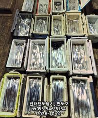 2일,내만갈치,담뱃갑 씨알에,엄청나게 나옵니다,오늘출항(금,일,월~예약가능)
