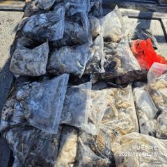 쭈꾸미~♪ 10. 2( 금요일 ) [[[ 무창포프로낚시 ]]] <<<<< 빅 마 린 >>>>> 쭈 꾸 미 조황보고....
