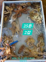 [통영 선외기 태성레저]감성돔 흘림/문어25마리.무늬.갑/전어.전갱이.쥐치외 생활낚시(1.2)조황