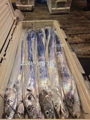 제주갈치는 제주답게~ 제주 구룡호(9DRAGON) 10월 2일 금요일 <<< 갈치 출조 >>>