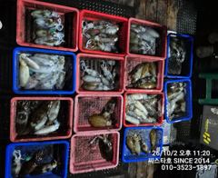 씨스타호 2일 무늬 상황 원 투 퍽퍽~~