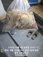 통영 금정호 오후문어 신나게 손맛봤습니다 월요일자리있습니다