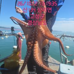 [고성] 오늘 사량도돌문어 출조합니다 오후3시 출조합니다 자리여유 많습니…