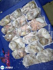 [진해] 2일(야간문어) 토.일.월.예약가능 마릿수쭉쭉 덩치들잡으로가요