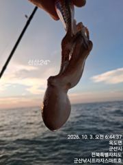 3일, 군산은 갑오징어 천국~나오고 있어요~실시간~군산낚시프라자 스마트호