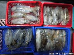 [거제] (무늬오징어)씨알 끝장 매일 먹물파티 대물터~고잉메리호(5일 예…