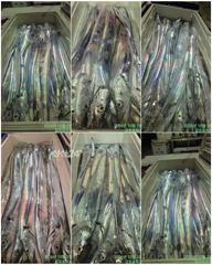 강프로피싱사이즈좋은거문도권조황