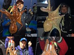 3일 꾸준하게 올라와 잡고온 굵고 묵직한 야간~돌문어 마리수 잡으러 출조 갑니다 @ 오늘,월,화요일~몇 자리 예약가능